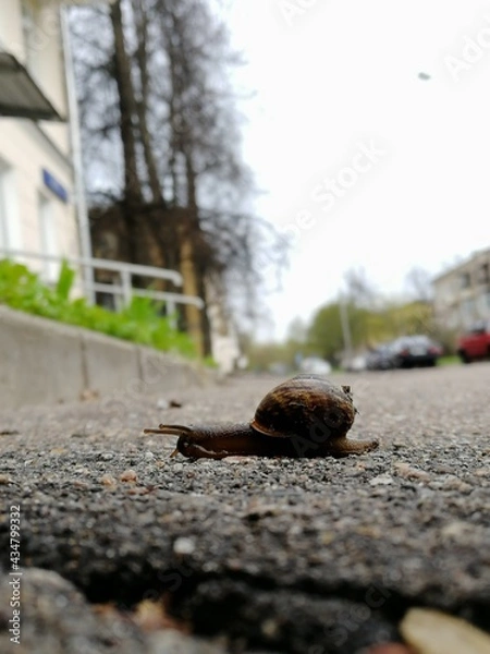 Obraz Snail