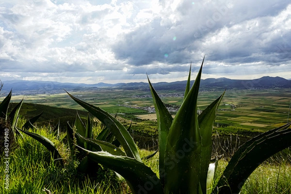 Obraz mexican field with magueys