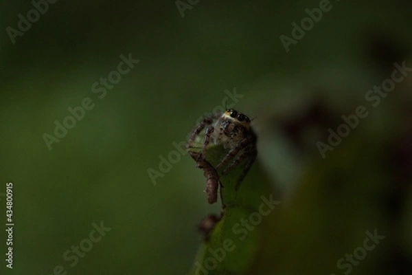 Obraz spider on a twig
