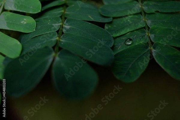 Obraz leaves with  rain drops