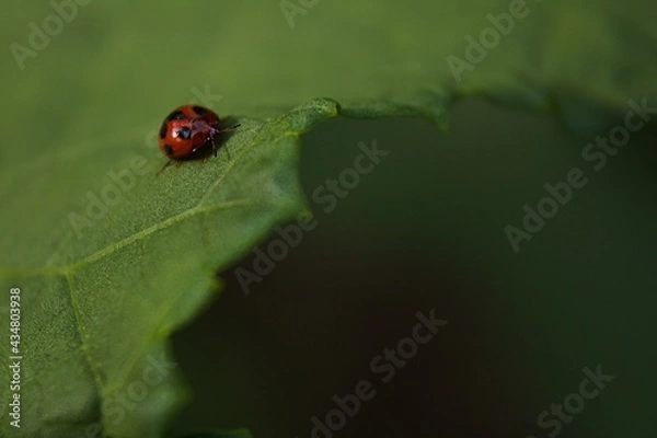Obraz ladybug on leaf