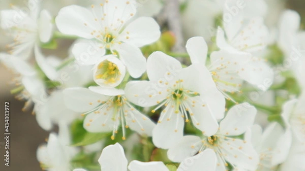 Obraz spring flowers fruit trees close up background