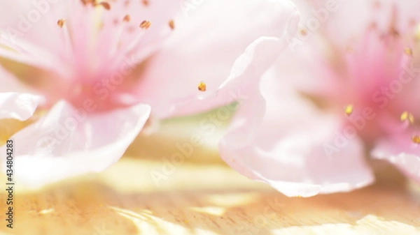 Obraz spring flowers fruit trees close up background