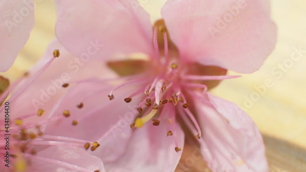 Obraz spring flowers fruit trees close up background