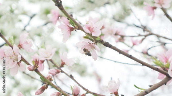 Obraz spring flowers fruit trees close up background