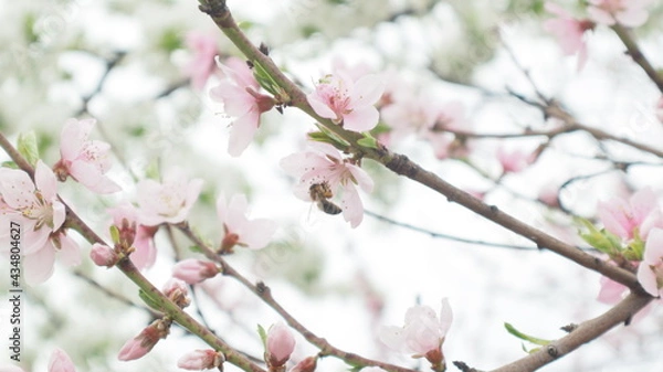 Obraz spring flowers fruit trees close up background