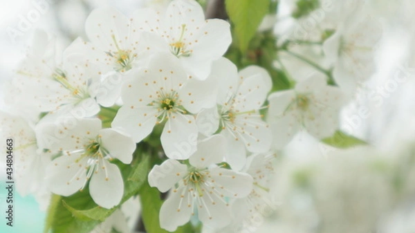 Obraz spring flowers fruit trees close up background