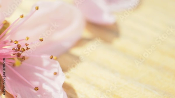 Obraz spring flowers fruit trees close up background