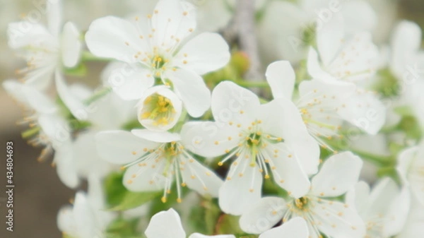 Obraz spring flowers fruit trees close up background