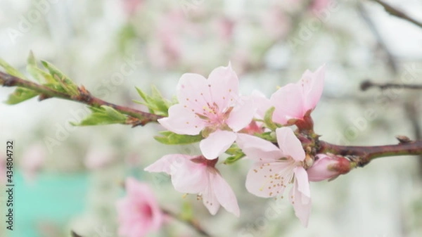 Obraz spring flowers fruit trees close up background