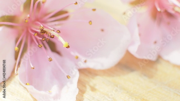 Obraz spring flowers fruit trees close up background