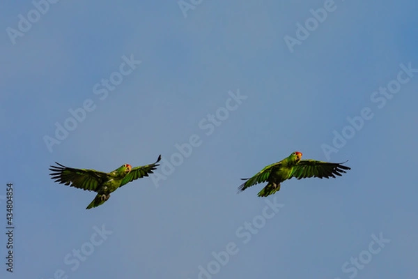 Fototapeta A pair of flying green Parrots (Crimson-fronted Parakeet) on clear blue sky with copy space in Costa Rica