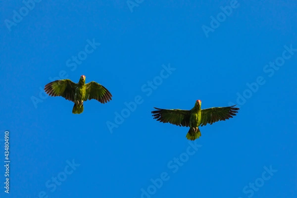 Fototapeta Two green Parrots (Crimson-fronted Parakeet) flying on clear blue sky with copy space in Costa Rica