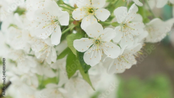 Obraz spring flowers fruit trees close up background