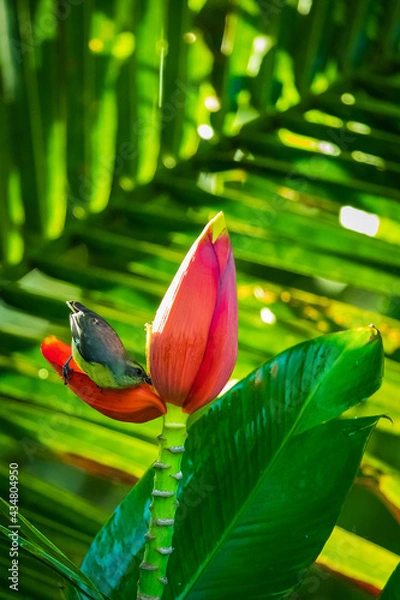 Fototapeta Bird drinking nectar from the red flower on dense green leaf background