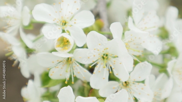 Obraz spring flowers fruit trees close up background