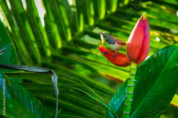 Fototapeta Bird sitting on red flower with strong green leaves background (copy space) in Costa Rica