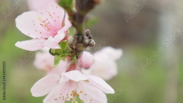 Obraz spring flowers fruit trees close up background