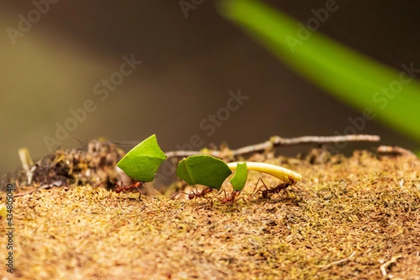 Fototapeta Ants carrying big leaves, working together as a team in Costa Rica