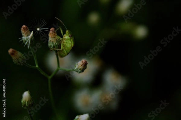 Obraz insect on flower