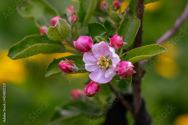 Fototapeta Open pink flowers and buds apple tree. Spring blooming branches in garden. Nature background in early spring.