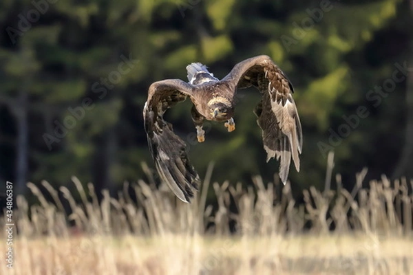 Obraz A great strong bird of prey Steppe Eagle, Aquila nipalensis, flying over the grass directly to the photographer, green forest in the background.