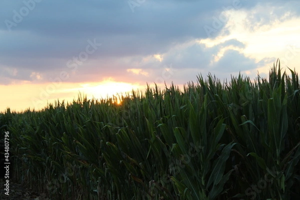 Obraz Corn Sunset 
