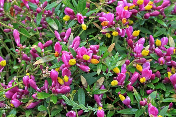 Obraz Polygala chamaebuxus plant