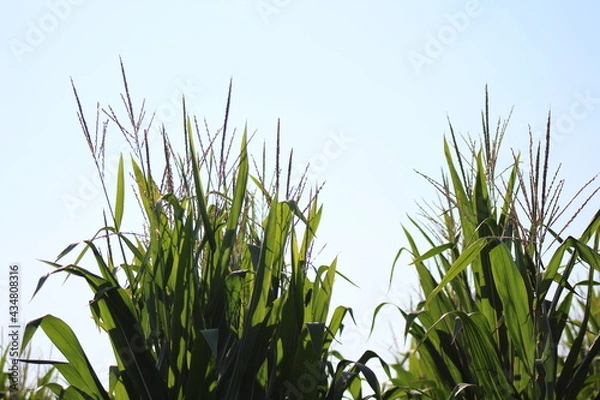 Obraz Corn with blue sky
