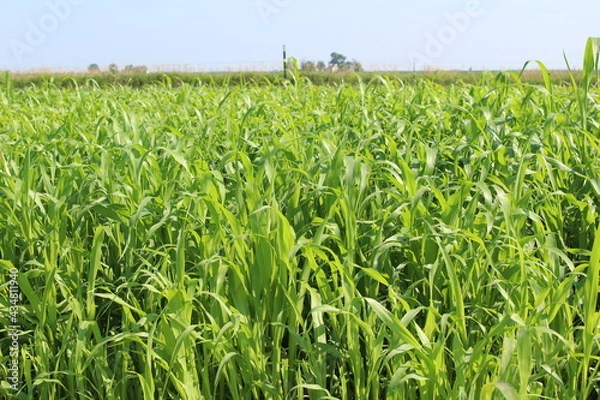 Obraz Forage Sorghum 
