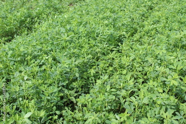 Obraz Alfalfa Field 