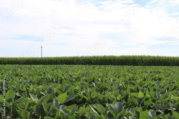 Obraz Corn and Soybean fields 