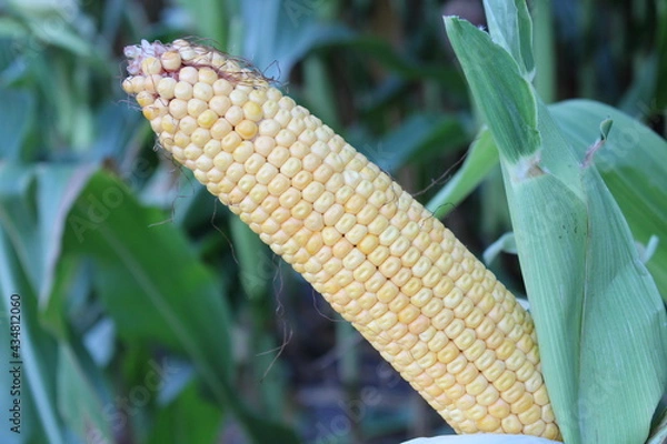 Obraz Ear of Corn