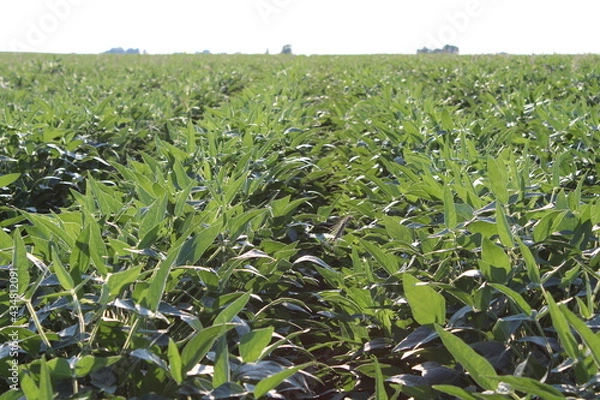 Obraz Soybean Field 