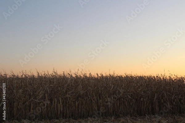 Obraz Corn field sunset