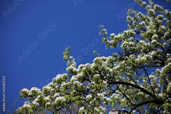 Obraz Blooming pear branch against the blue sky