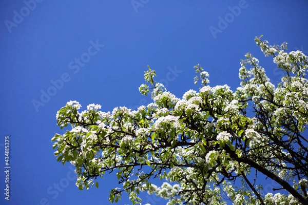 Obraz Blooming pear branch against the blue sky