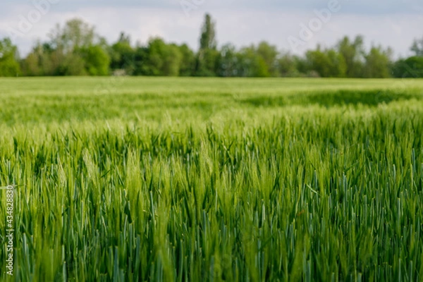 Obraz Selective focus and outdoor sunny landscape view over grass, rice, meadow, wheat or barley agricultural field. Natural greenery green background. Growth rice field.