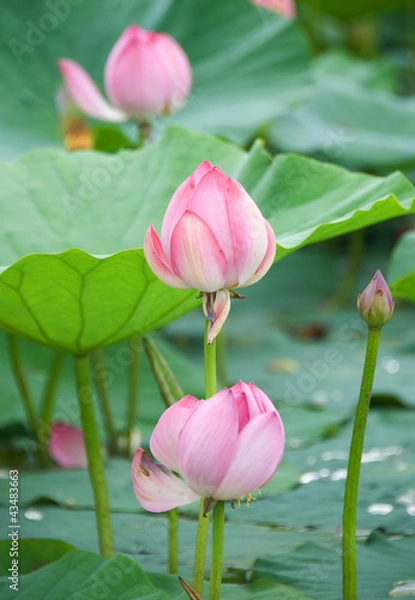 Obraz lotus flowers