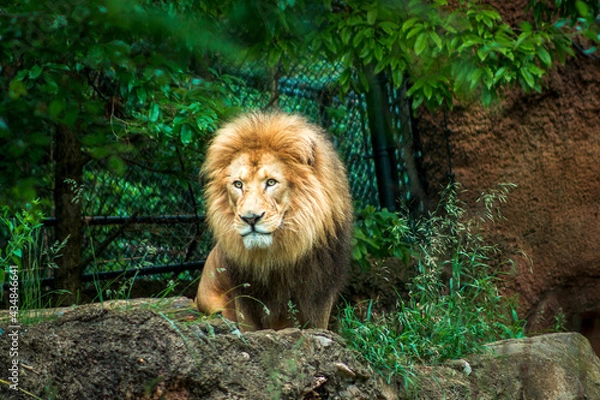 Obraz Lion looking out over a zoo enclosure