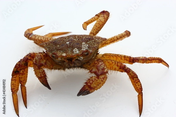 Obraz Marine crab