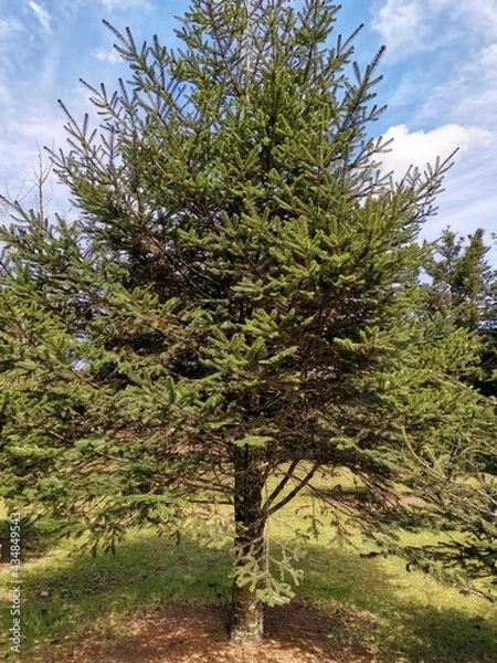 Fototapeta tree in the forest
