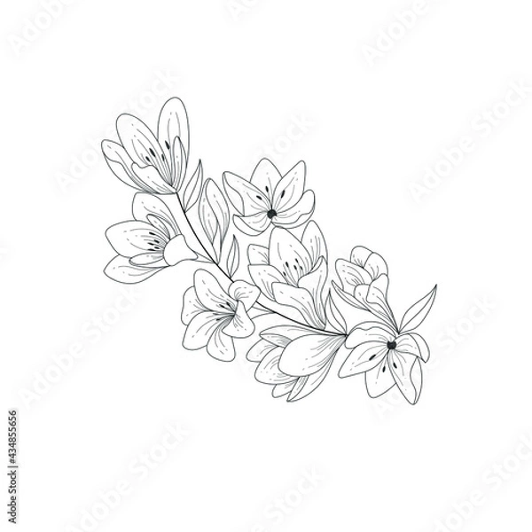 Fototapeta Sketch floral botany collection. Black and white bouquet, linear art on a white background. Hand drawing of a flower. Botanical illustrations. Vector.
