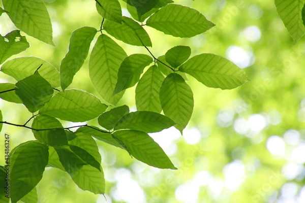 Fototapeta ブナの葉・野鳥の森（福島県・裏磐梯）