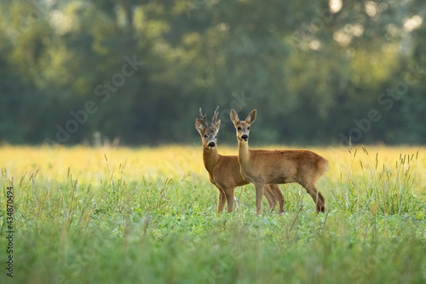Fototapeta Roe deer, capreolus capreolus, couple standing close together on green field in sunny summer nature. Buck and doe looking on meadow in mating season. Two brown mammals observing on glade.