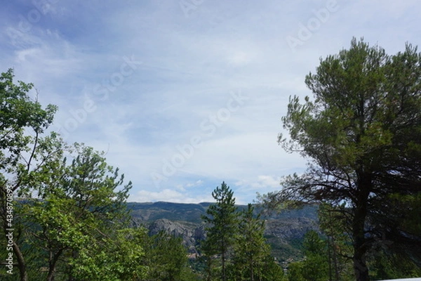 Fototapeta forest in the mountains