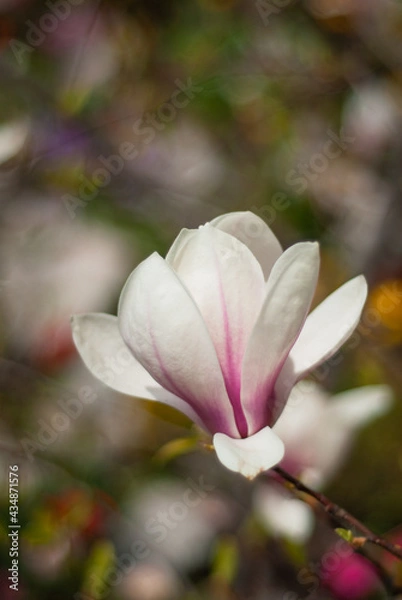 Obraz beautiful blooming of white magnolias in the park in the spring.
Shooting is done with a shallow depth of field.