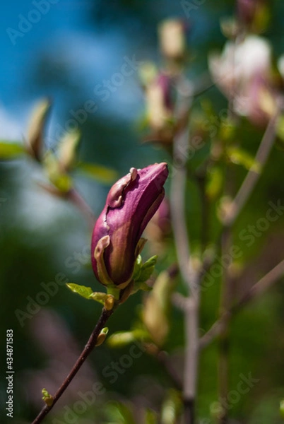 Obraz beautiful bloom of lilac magnolias in the park in the spring.
Shooting is done with a shallow depth of field.