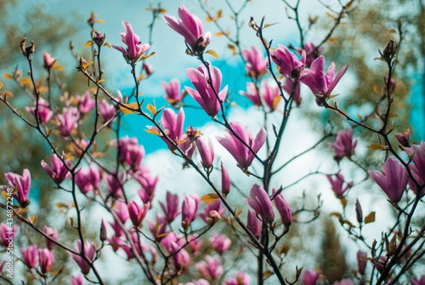 Obraz beautiful bloom of pink magnolias in the park in the spring.
Shooting is done with a shallow depth of field.