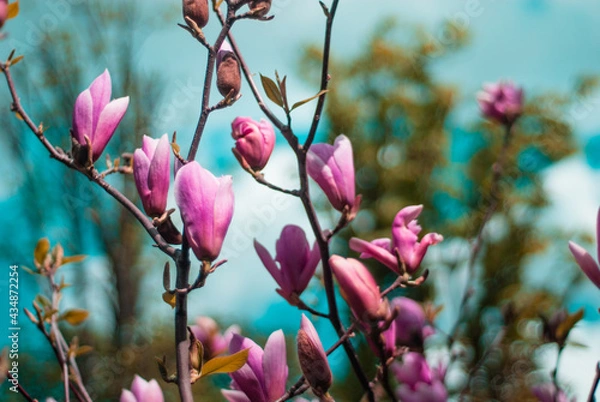 Obraz beautiful bloom of pink magnolias in the park in the spring.
Shooting is done with a shallow depth of field.